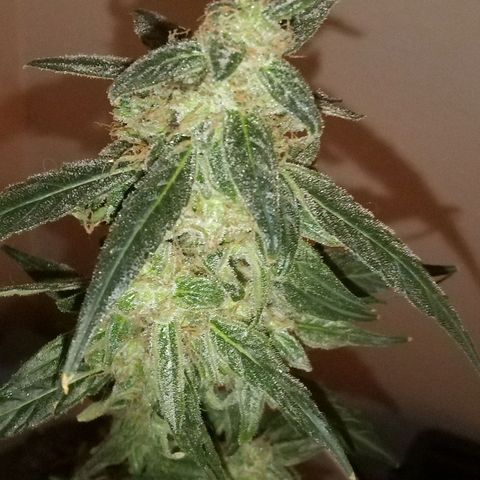 Orion F1 Autoflower growlog timeline photo