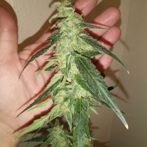 Orion F1 Autoflower growlog timeline photo
