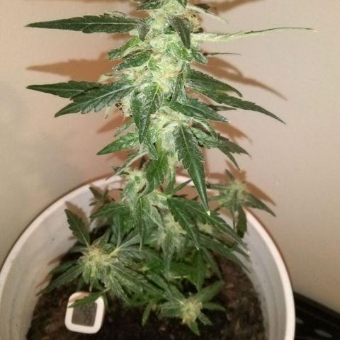 Orion F1 Autoflower growlog timeline photo