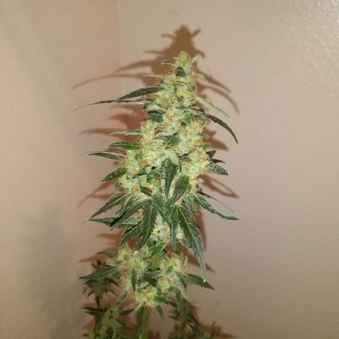 Orion F1 Autoflower growlog timeline photo