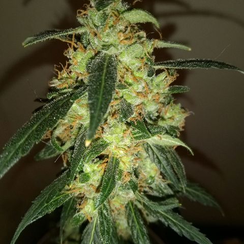 Orion F1 Autoflower growlog timeline photo