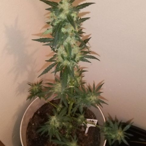 Orion F1 Autoflower growlog timeline photo