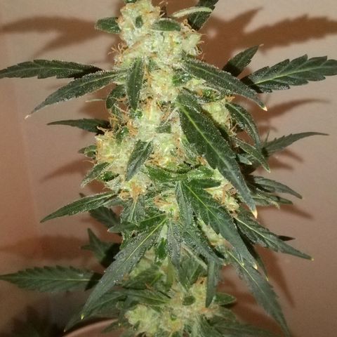 Orion F1 Autoflower growlog timeline photo