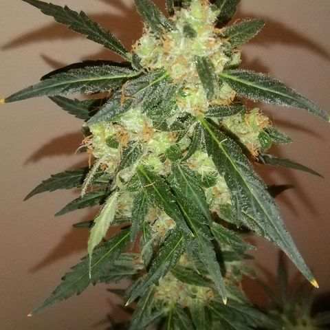 Orion F1 Autoflower growlog timeline photo