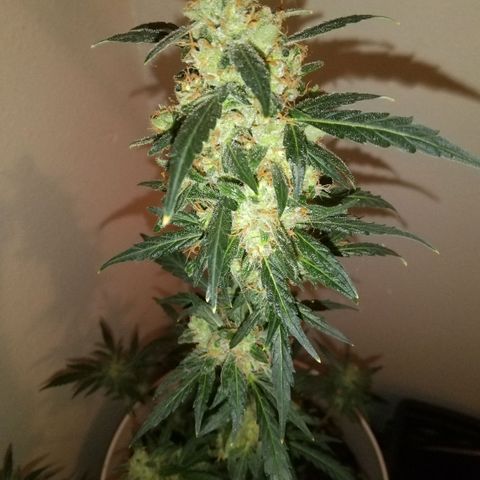 Orion F1 Autoflower growlog timeline photo