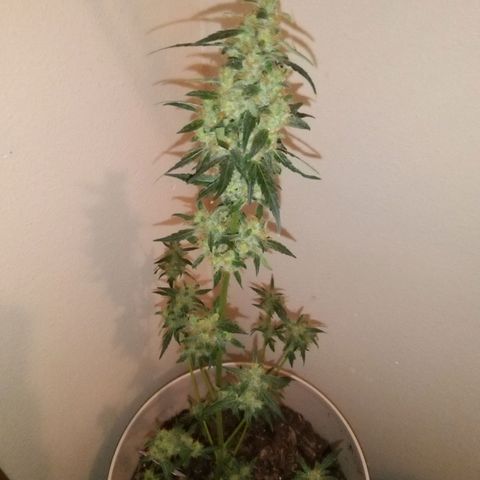 Orion F1 Autoflower growlog timeline photo