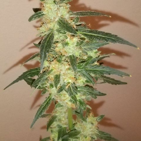 Orion F1 Autoflower growlog timeline photo