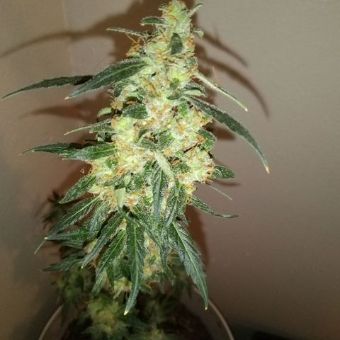 Orion F1 Autoflower growlog timeline photo