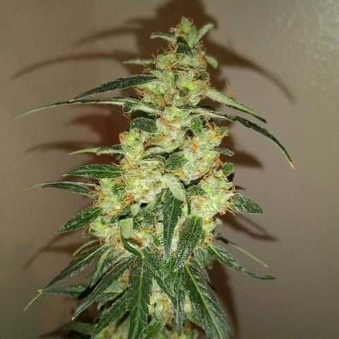 Orion F1 Autoflower growlog timeline photo