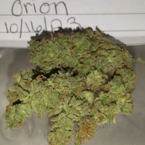Orion F1 Autoflower growlog photo: Smokes great! Feels sativa dominant. Tastes great! Fresh. 2nd biggest out of 3. 2nd biggest yield of the 3. And 2nd tallest at 22 inches. Definitely recommend F-1 Autoflowers! #OrionF1
#lovedit #firstgrow #learnedalotthehardway