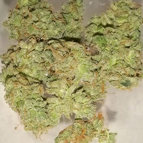 Orion F1 Autoflower growlog photo: Smokes great! Feels sativa dominant. Tastes great! Fresh. 2nd biggest out of 3. 2nd biggest yield of the 3. And 2nd tallest at 22 inches. Definitely recommend F-1 Autoflowers! #OrionF1
#lovedit #firstgrow #learnedalotthehardway