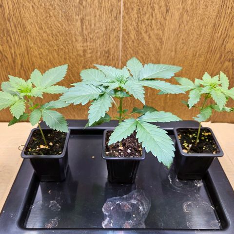 Mandarin punch #1 growlog timeline photo
