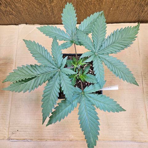 Mandarin punch #1 growlog timeline photo