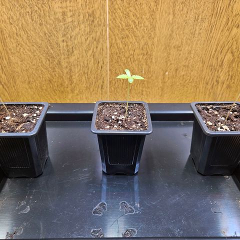 Purple Bud growlog timeline photo