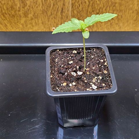 Mandarin punch #1 growlog timeline photo