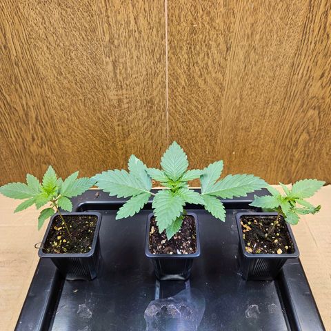 Mandarin punch #1 growlog timeline photo