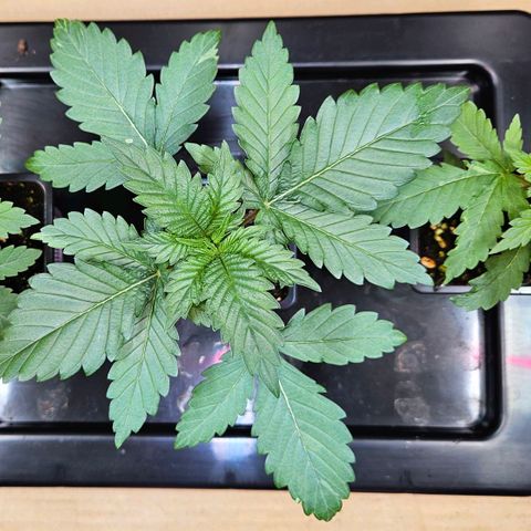 Mandarin punch #1 growlog timeline photo