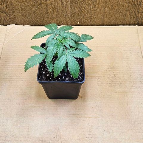 Mandarin punch #1 growlog timeline photo