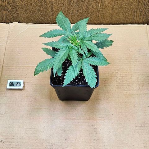 Purple Bud growlog timeline photo