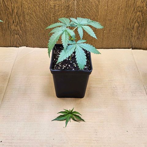 Purple Bud growlog timeline photo