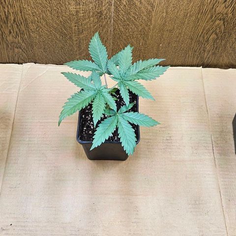 Mandarin punch #2 growlog timeline photo