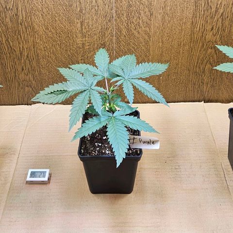 Mandarin punch #1 growlog timeline photo