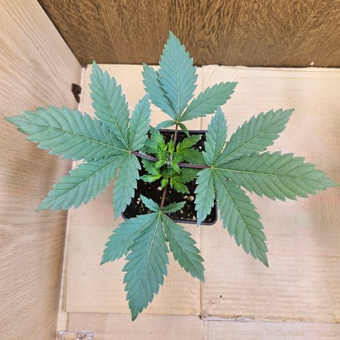 Mandarin punch #1 growlog timeline photo