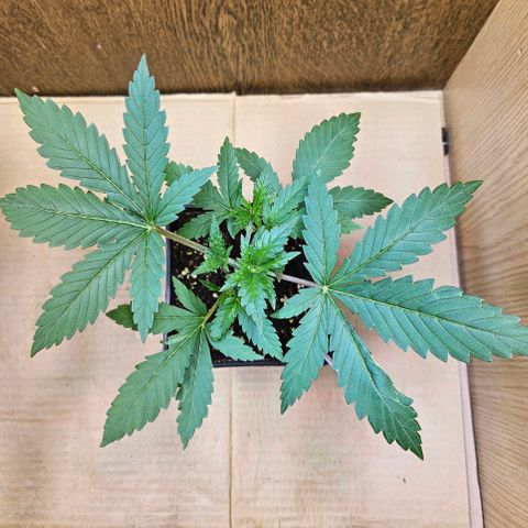 Mandarin punch #2 growlog timeline photo