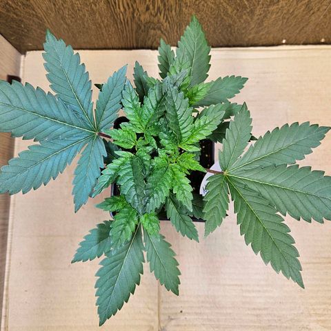 Mandarin punch #1 growlog timeline photo