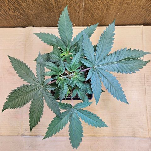 Purple Bud growlog timeline photo