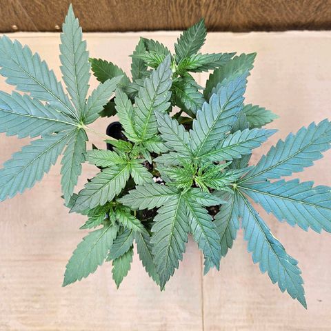 Mandarin punch #2 growlog timeline photo