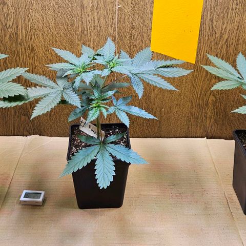 Mandarin punch #1 growlog timeline photo