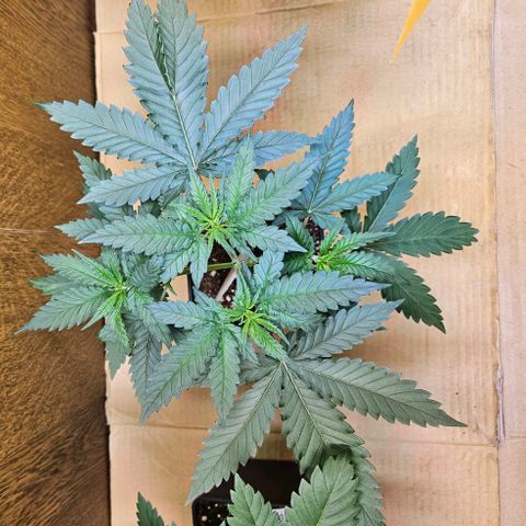 Purple Bud growlog timeline photo