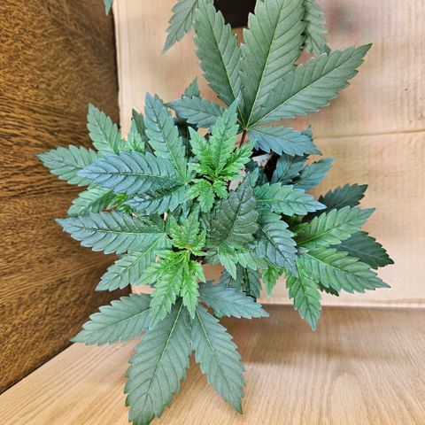 Mandarin punch #1 growlog timeline photo