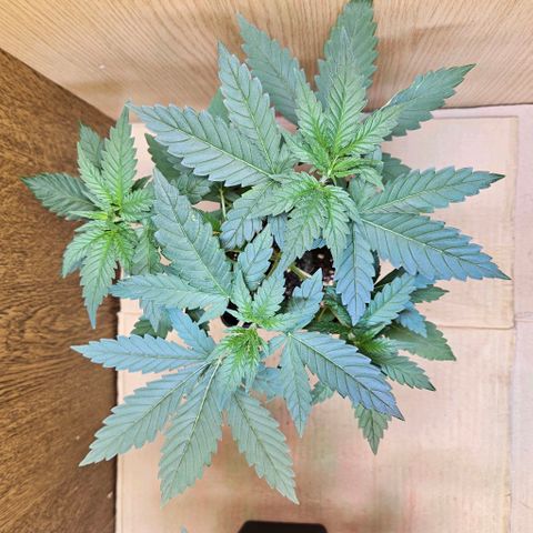 Mandarin punch #2 growlog timeline photo