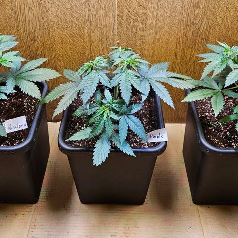 Mandarin punch #1 growlog timeline photo