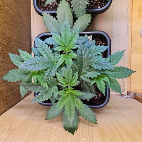 Mandarin punch #1 growlog timeline photo