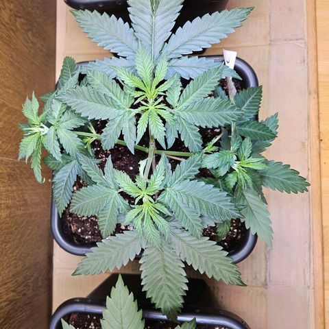 Purple Bud growlog timeline photo
