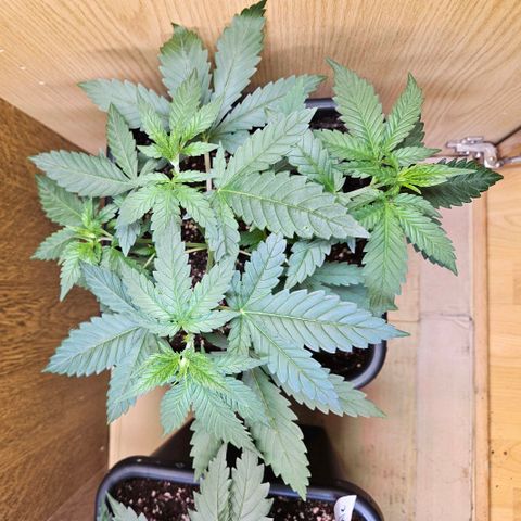 Mandarin punch #2 growlog timeline photo