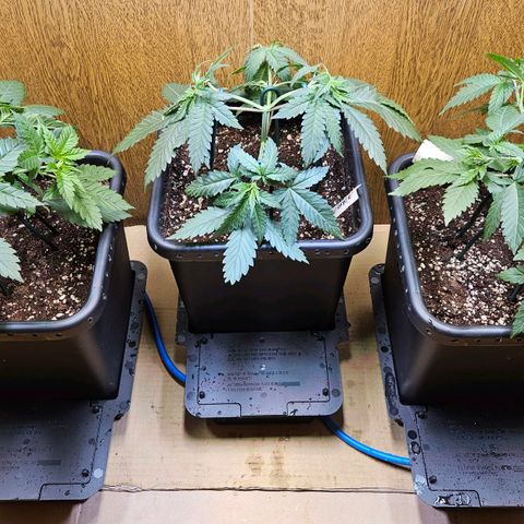 Mandarin punch #1 growlog timeline photo