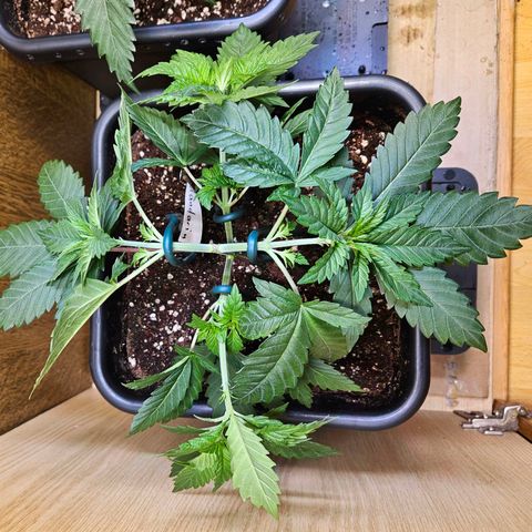 Mandarin punch #1 growlog timeline photo