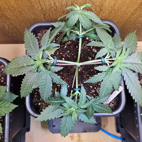 Purple Bud growlog timeline photo