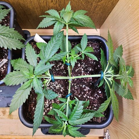 Mandarin punch #2 growlog timeline photo