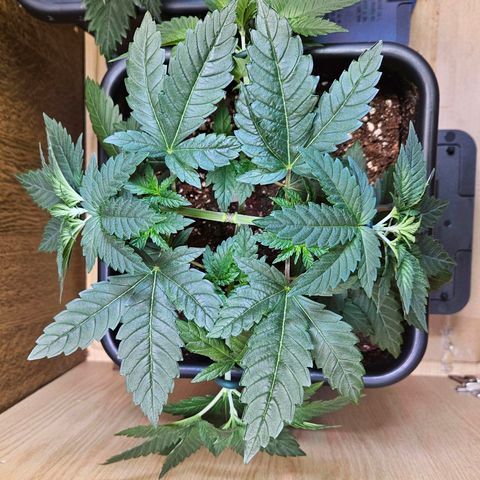 Mandarin punch #1 growlog timeline photo