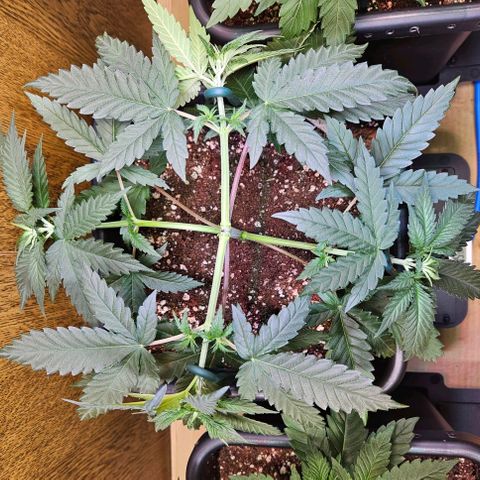 Purple Bud growlog timeline photo