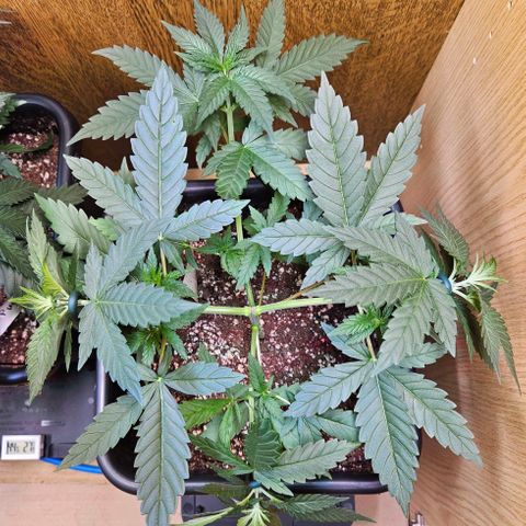Mandarin punch #2 growlog timeline photo