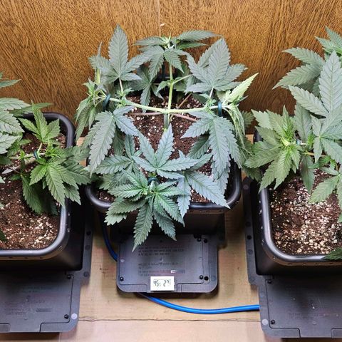 Mandarin punch #1 growlog timeline photo