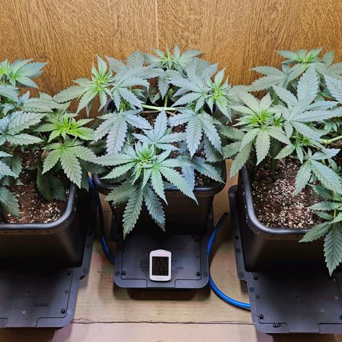 Mandarin punch #1 growlog timeline photo