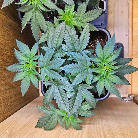 Mandarin punch #1 growlog timeline photo
