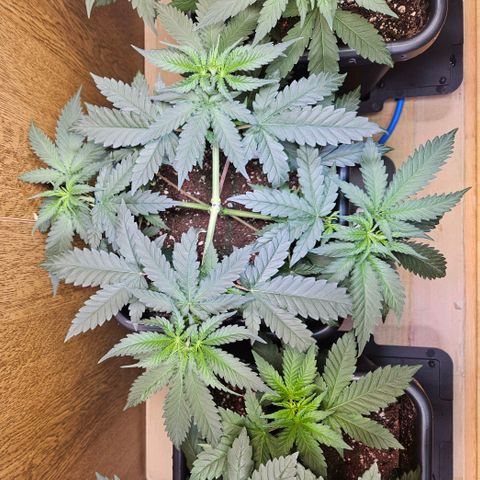Purple Bud growlog timeline photo